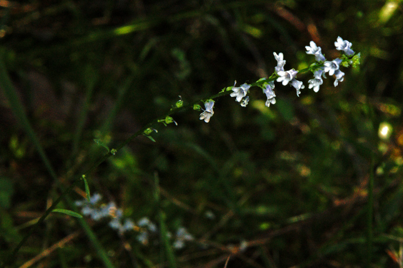 Anarrhinum corsicum (endemica nuova per la Sardegna)